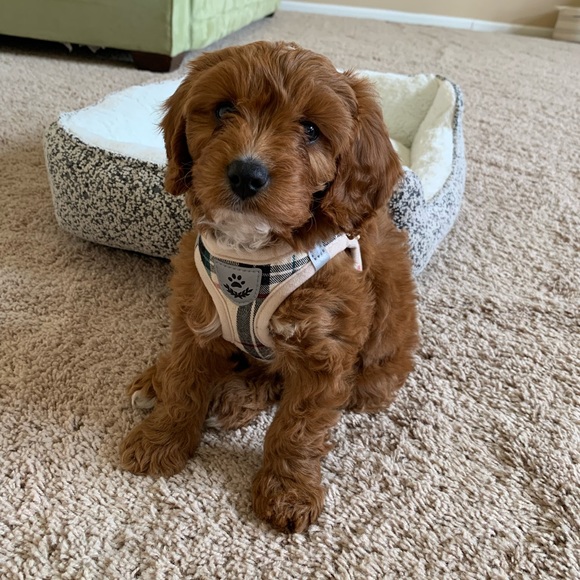 Meet your Posher, Monica - Picture 3 of 3